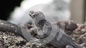 Guana on rocky coast of Galapagos Islands.