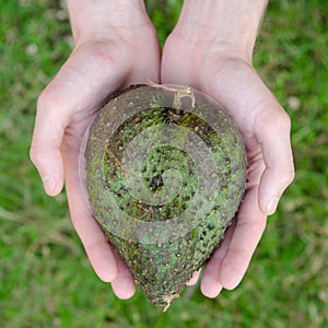 Guanabana heart form in mans hands on green grass background square.