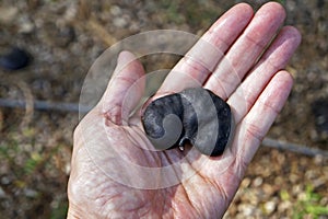 Guanacaste, Monkey-ear tree or Elephant-ear tree seed, Enterolobium cyclocarpum, on hand