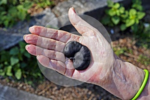 Guanacaste, Monkey-ear tree or Elephant-ear tree seed, Enterolobium cyclocarpum, on hand