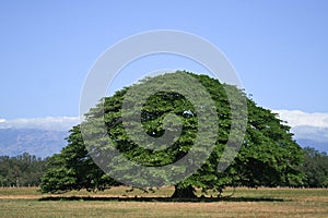 Guanacaste Tree