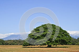 Guanacaste Tree