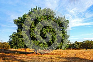 Guanacaste tree, Costa Rica photo