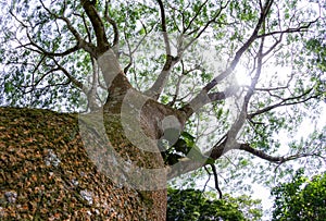 Guanacaste tree, National tree of Costa Rica