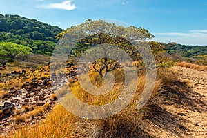 Guanacaste Tree, Rincon de la Vieja, Costa Rica