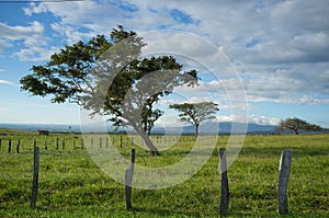 Guanacaste trees photo