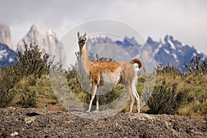 Guanaco photo