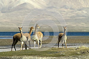 Guanaco photo