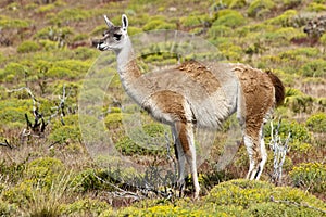 Guanaco in beautiful nature of Patagonia, Chile photo