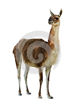 Guanaco