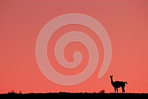 Guanaco