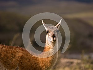 Guanaco photo