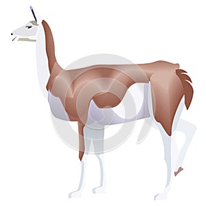 Guanaco