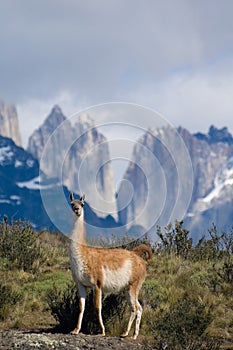 Guanaco photo