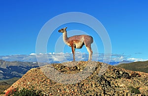 Guanaco