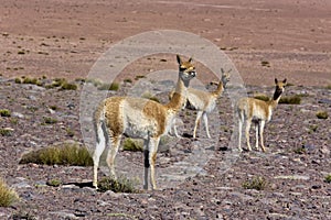 Guanaco in the Atacama Desert - Chile photo