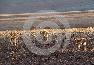 Guanaco in Atacama Desert, Chile, South America