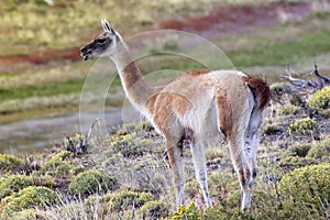 Guanaco in beautiful nature of Patagonia, Chile