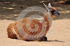 Guanaco camelid animal