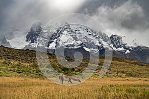 Guanaco on the field by Cuernos Mountains in Patagonia photo