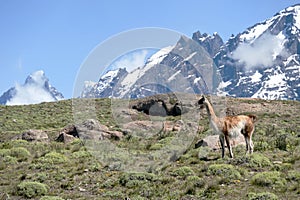 Guanaco in Chilean Patagonia