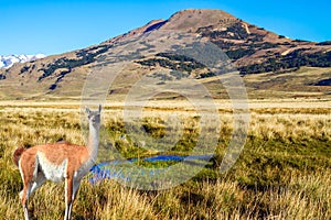 Guanaco is a cloven-hoofed mammal photo