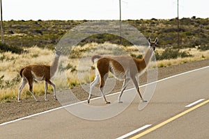 Guanaco crossing the route in Patagonia photo