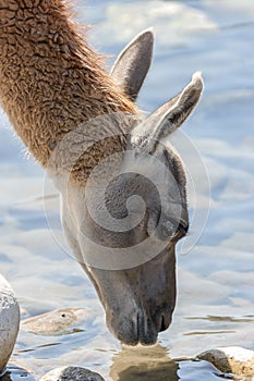 Guanaco drinking water