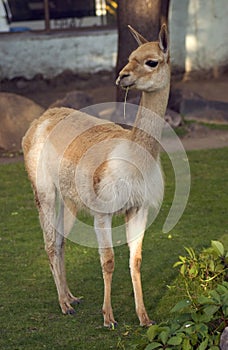 Guanaco eating green hays. Color photo.