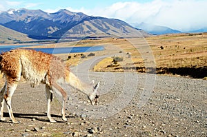 Guanaco at an Estancia photo