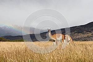 Guanaco in field with rainbow