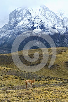 Guanaco in front of snow-capped mountains, Torres del Paine National Park, Chile