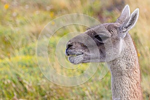 Guanaco grazing at natural  meadow of Patagonia - green meadow and blue sky