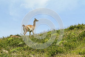 Guanaco grazing at natural  meadow of Patagonia - green meadow and blue sky