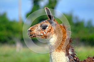 guanaco head