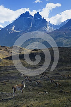 Guanaco herd grazing in the steppes of Torres del Paine National Park, Chile