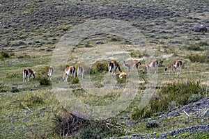 Guanaco Herd, Wildlife, Chile, Nature