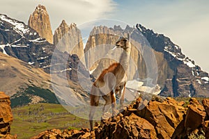 Guanaco photo