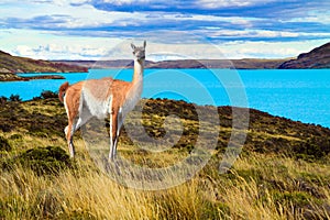 Guanaco is a humpbacked camel