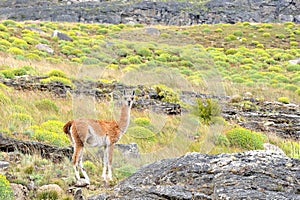 Guanaco Looking To the Camera in the patagonia Fields photo