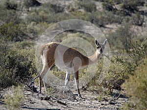 A guanaco at Ischigualasto Provincial Park, San Juan, Argentina.