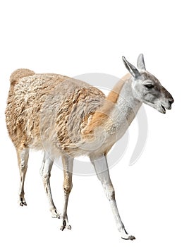 Guanaco isolated on white background photo