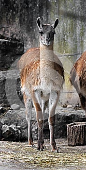 Guanaco in its enclosure 1