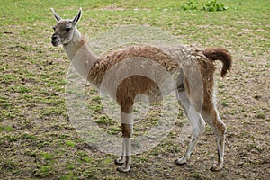 Guanaco Lama guanicoe