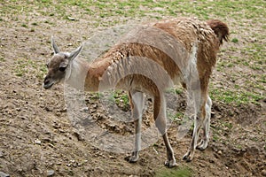 Guanaco Lama guanicoe