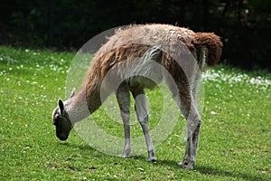 Guanaco (Lama guanicoe)