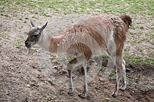 Guanaco (Lama guanicoe), also known as the Guanaco llama.