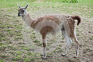 Guanaco (Lama guanicoe), also known as the Guanaco llama.