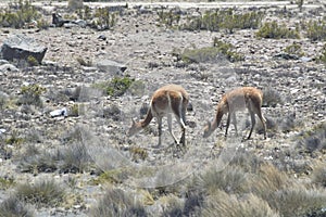 The guanaco Lama guanicoe- Altiplano- Peru 21