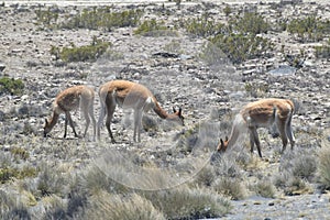 The guanaco Lama guanicoe- Altiplano- Peru 35